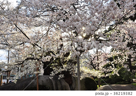 盛岡地方裁判所の石割桜 36219382