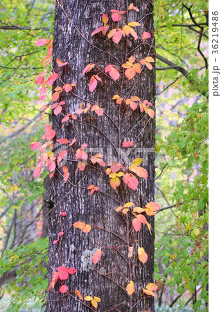 ツタウルシ 36219486