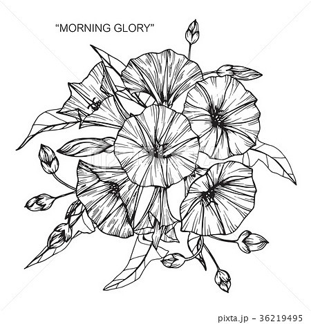 Morning glory flower drawing illustration.  36219495