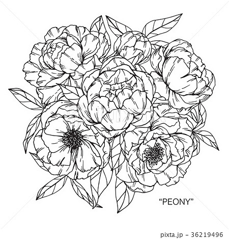Peony flower drawing illustration.  36219496