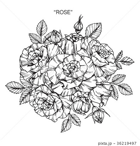 Rose flower drawing illustration.  36219497