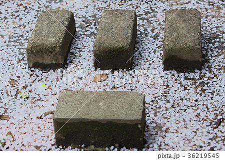 水辺に積もった桜の花びら 36219545
