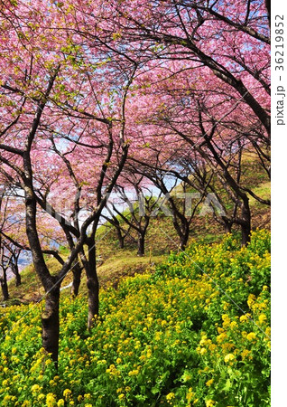 松田山ハーブガーデンの河津桜と菜の花 36219852