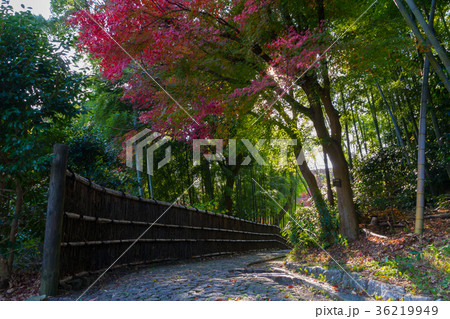 浜松城公園 日本庭園 紅葉の写真素材