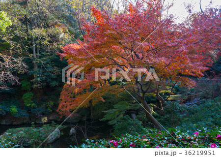 浜松城公園 日本庭園 紅葉の写真素材