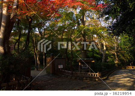 浜松城公園 日本庭園 紅葉の写真素材