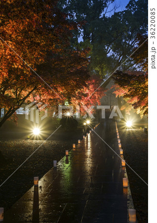 旧細川刑部邸のライトアップ紅葉の写真素材