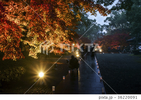 旧細川刑部邸のライトアップ紅葉 36220091