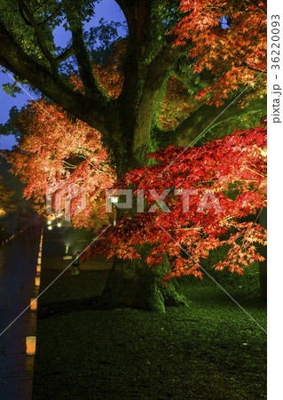 旧細川刑部邸のライトアップ紅葉 旧細川刑部邸のライトアップ紅葉 36220093