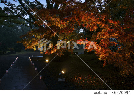 旧細川刑部邸のライトアップ紅葉 36220094