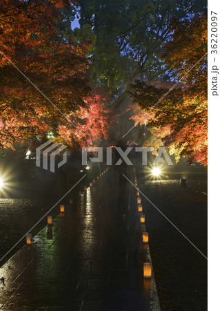 旧細川刑部邸のライトアップ紅葉 36220097