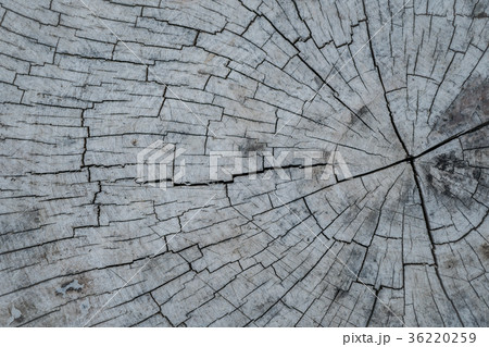 wood texture background wood texture background 36220259