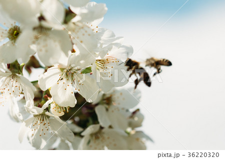 Apricot flower with bees on background 36220320