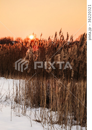 Reed on the background of a sunset over horizon 36220321