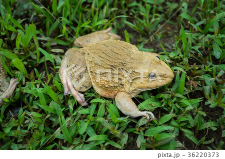 frog on the ground 36220373