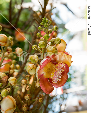 Cannonball flower on the tree Cannonball flower on the tree 36220491