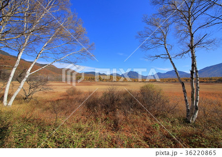 秋の奥日光 小田代原展望台（太郎山方面） 36220865