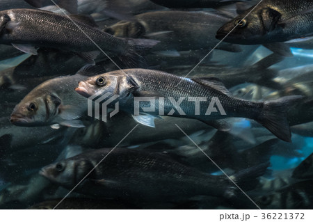 one fish big fish swarm standing out of the crowd one fish big fish swarm standing out of the crowd 36221372