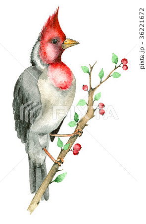 Watercolor parrot bird Watercolor parrot bird 36221672