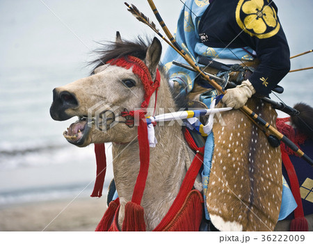 Mounted Samurai Archer's Horse 36222009