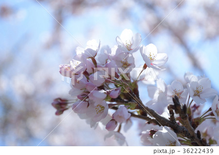 ピンクの桜 36222439