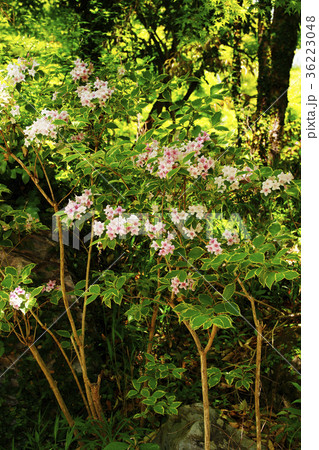 オオベニウツギ オオベニウツギ 36223048