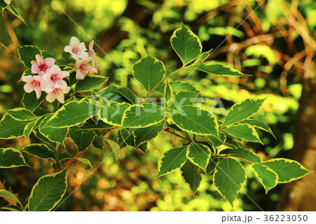 オオベニウツギ 36223050