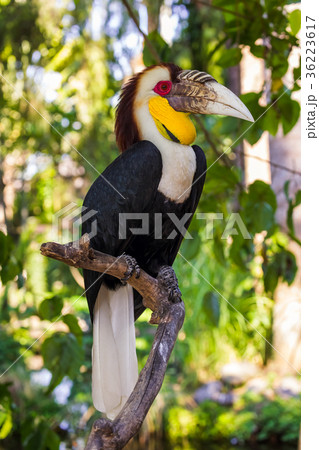 Wreathed Hornbill bird in Bali Island Indonesia Wreathed Hornbill bird in Bali Island Indonesia 36223617