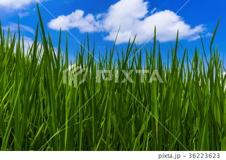 Grass and cloudy sky Grass and cloudy sky 36223623