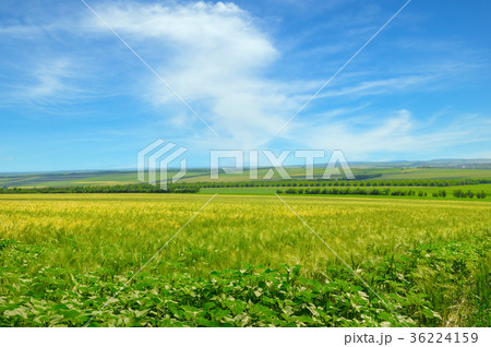 Wheat field and blue sky with clouds Wheat field and blue sky with clouds 36224159