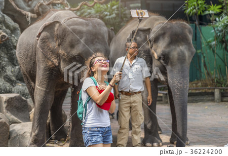 Woman selfie with elephant in Safari World Zoo 36224200