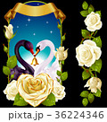 Swans and white Roses 36224346