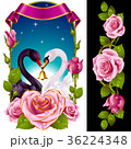 Swans and pink Roses 36224348