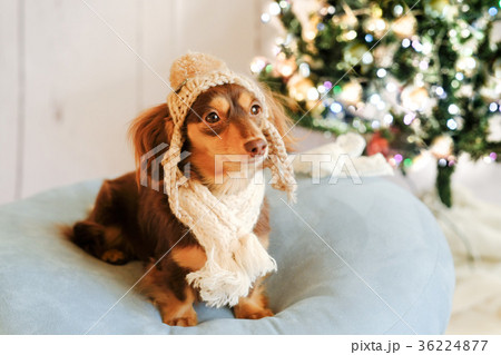 クリスマス 犬 小型犬 ダックスの写真素材