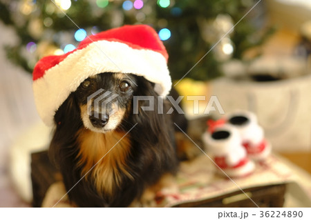クリスマス 犬 小型犬 ダックスの写真素材