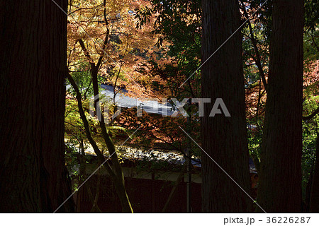 紅葉を求めて、紅葉@那谷寺、小松市、石川県。 紅葉を求めて、紅葉@那谷寺、小松市、石川県。 36226287