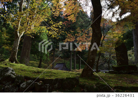 紅紅葉を求めて、紅葉@永平寺、永平寺町、福井県。 紅紅葉を求めて、紅葉@永平寺、永平寺町、福井県。 36226431