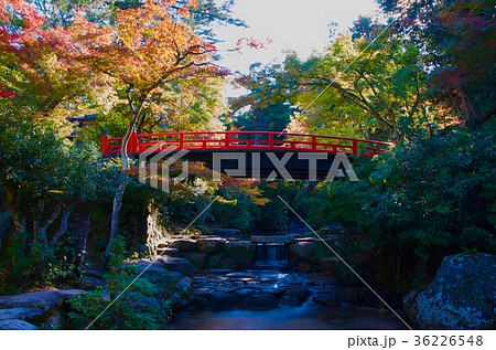 宮島 紅葉 宮島 紅葉 36226548