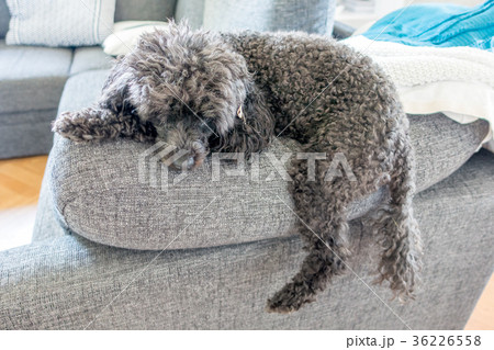 Miniature Poodle Miniature Poodle 36226558