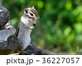 【動物】シマリス（２２） 36227057