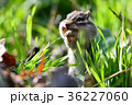 【動物】シマリス（２４） 36227060