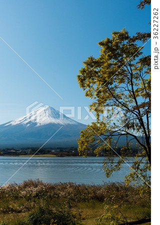 富士山 紅葉 河口湖 富士山 紅葉 河口湖 36227262
