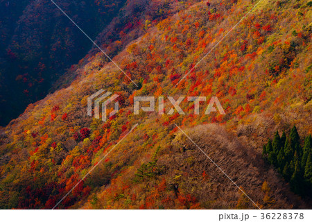 秋の三瓶山　女三瓶から見た景色2017 36228378