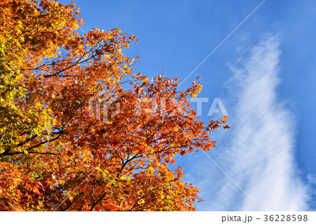 青空の生える紅葉 36228598