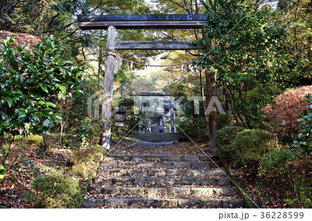 金時神社鳥居 36228599