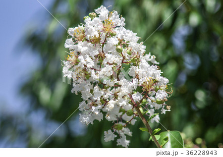 青空のもとで満開のサルスベリの白い花 36228943