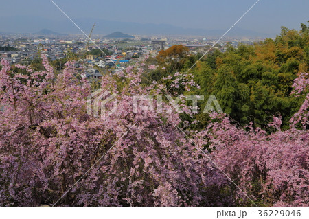 大神神社 大美和の社の枝垂れ桜 大神神社 大美和の社の枝垂れ桜 36229046