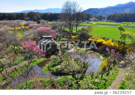 春の花真っ盛りの信州伊那梅苑全景 春の花真っ盛りの信州伊那梅苑全景 36229257