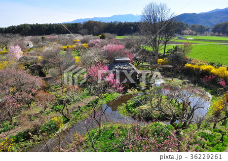 春の花真っ盛りの信州伊那梅苑全景 36229261