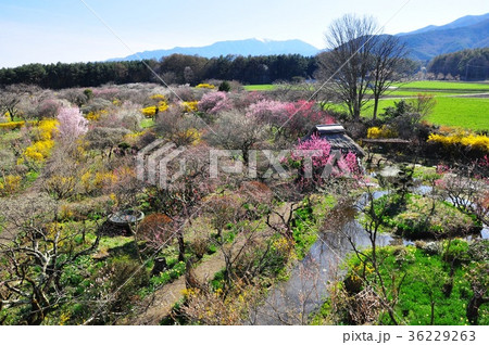 春の花真っ盛りの信州伊那梅苑全景 36229263